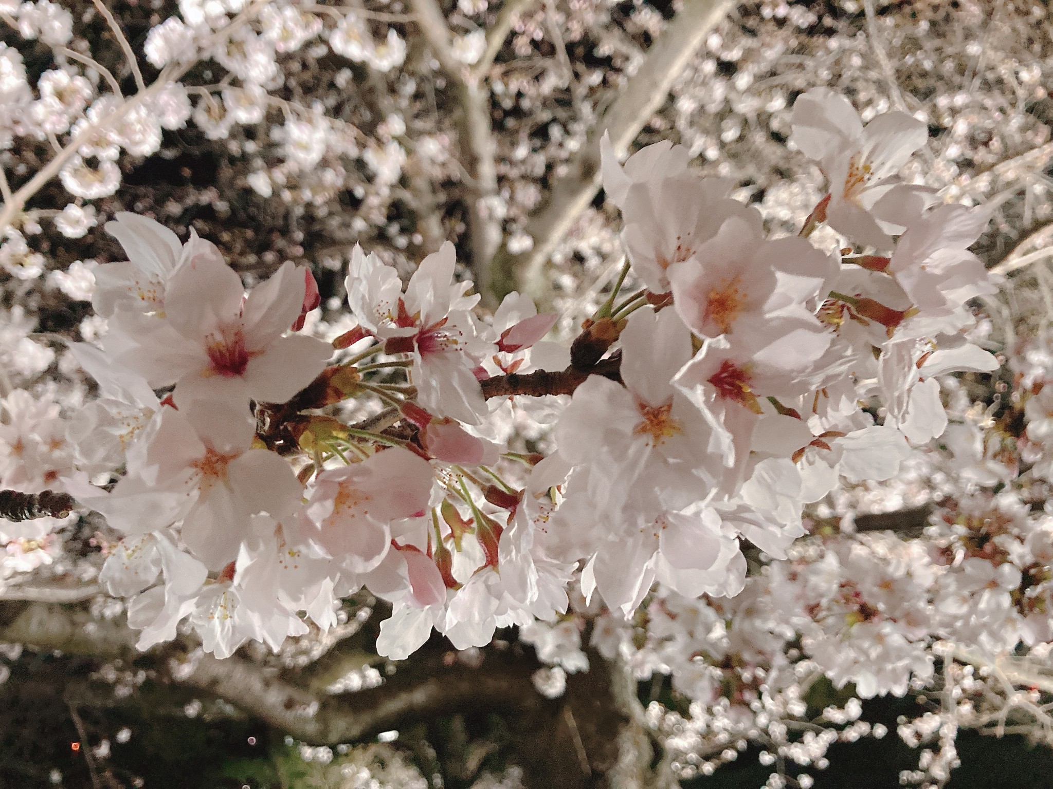 「急遽ワインを開けてしまった」参加者の心に響く！オンライン花見をエンタメコンテンツに仕上げたワケ