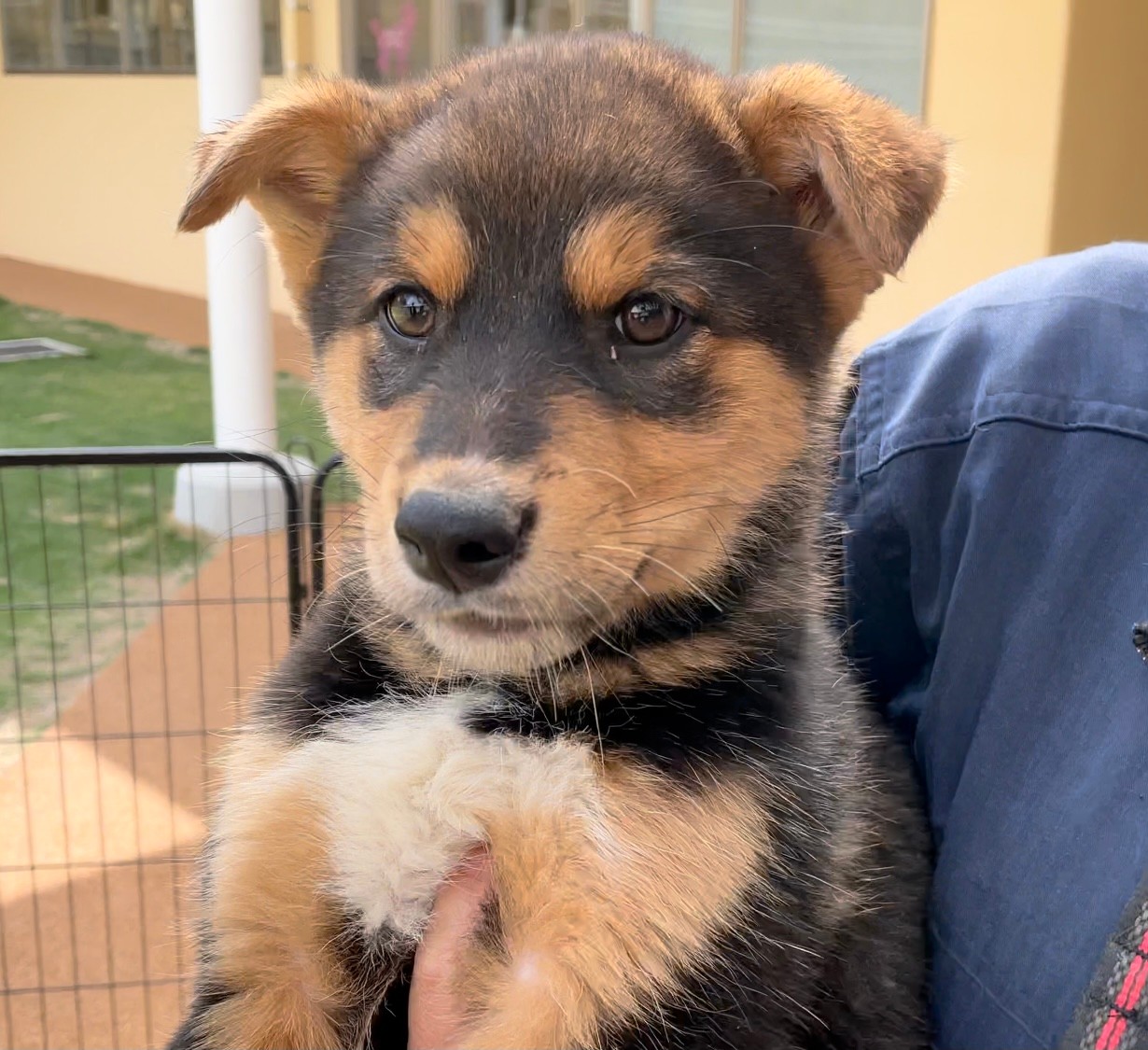 犬の殺処分数、過去“ワースト1位”も　香川県で「不幸な命の増えることのない世の中に」と取り組む人たちの思い