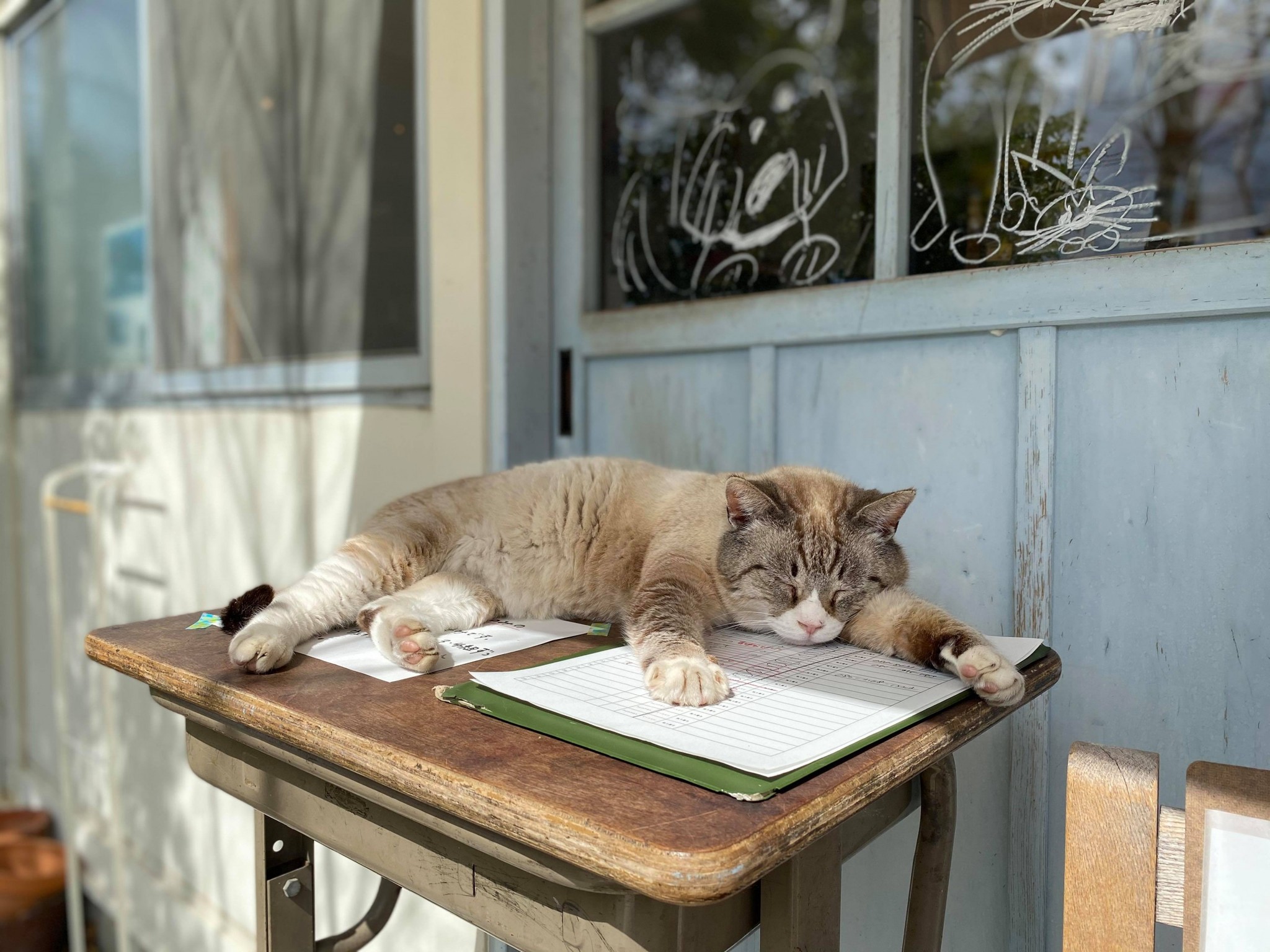 「猫の聖地」と呼ばれるカフェ。猫の暮らしに人間が合わせて暮らす、猫とお店のいい関係
