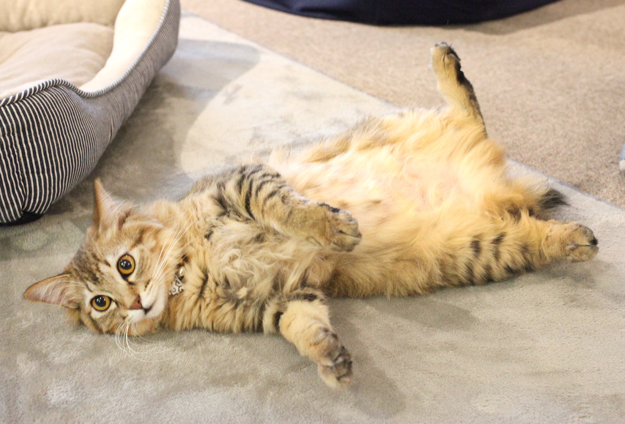 保護した猫に難病、CF支援で元気に回復！　“譲渡型”保護猫カフェにあふれるオーナーの愛情　香川・高松市