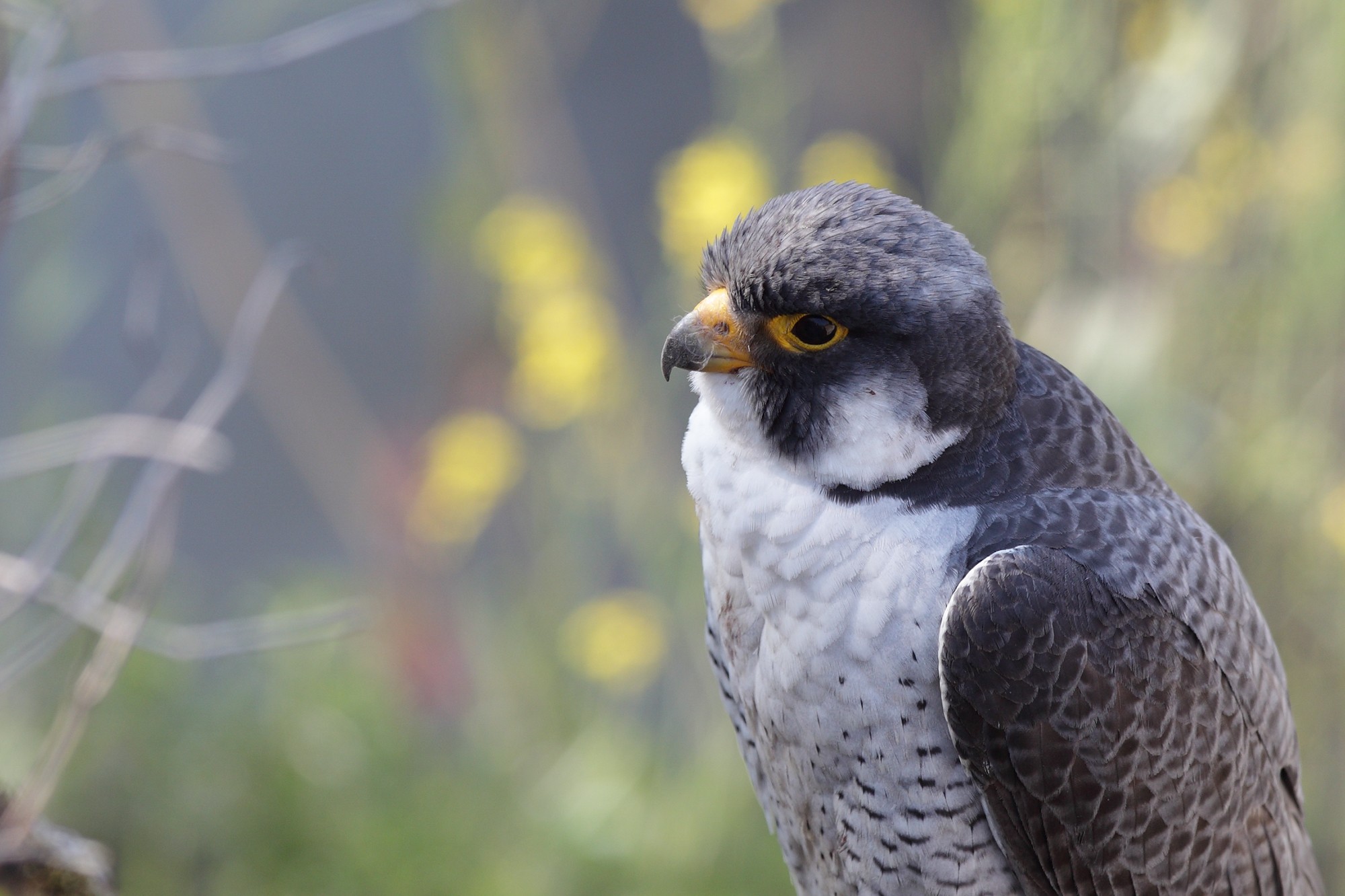 野鳥を撮り続けて約30年　ハヤブサ「おんちゃん」との12年の交流は特別な思い出に