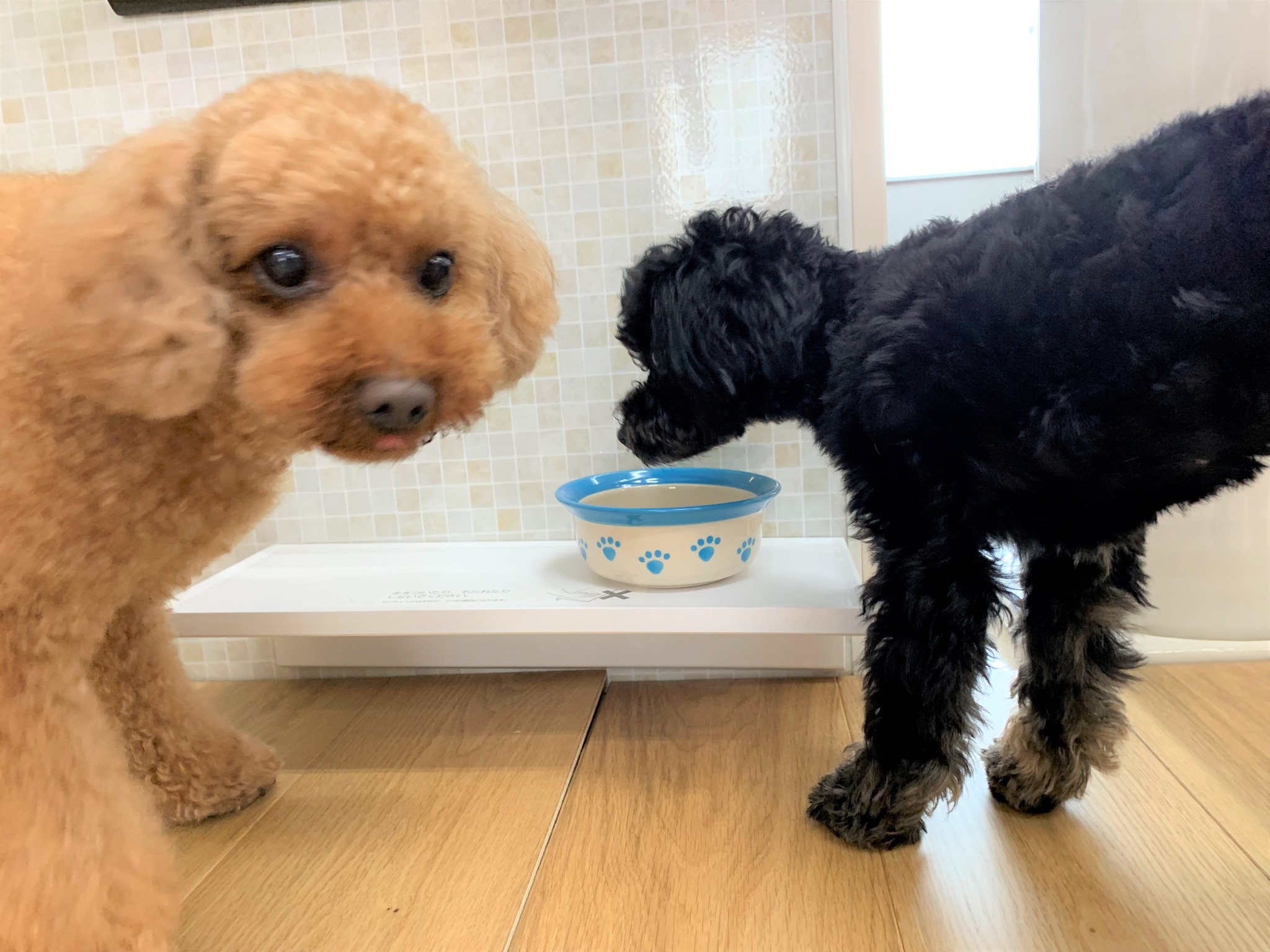 犬が好きすぎて犬用リフォームをはじめた社長に聞く、犬と人が共に快適に暮らすためにできること