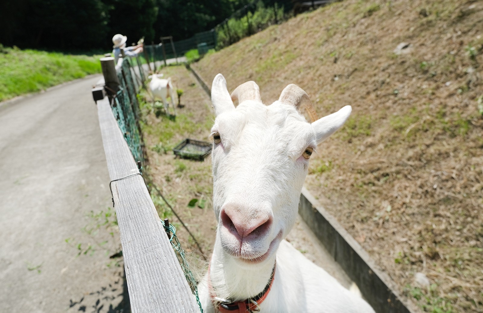 ヤギの姉妹を“名脇役”に　香川の公園でユニークなオンラインイベント