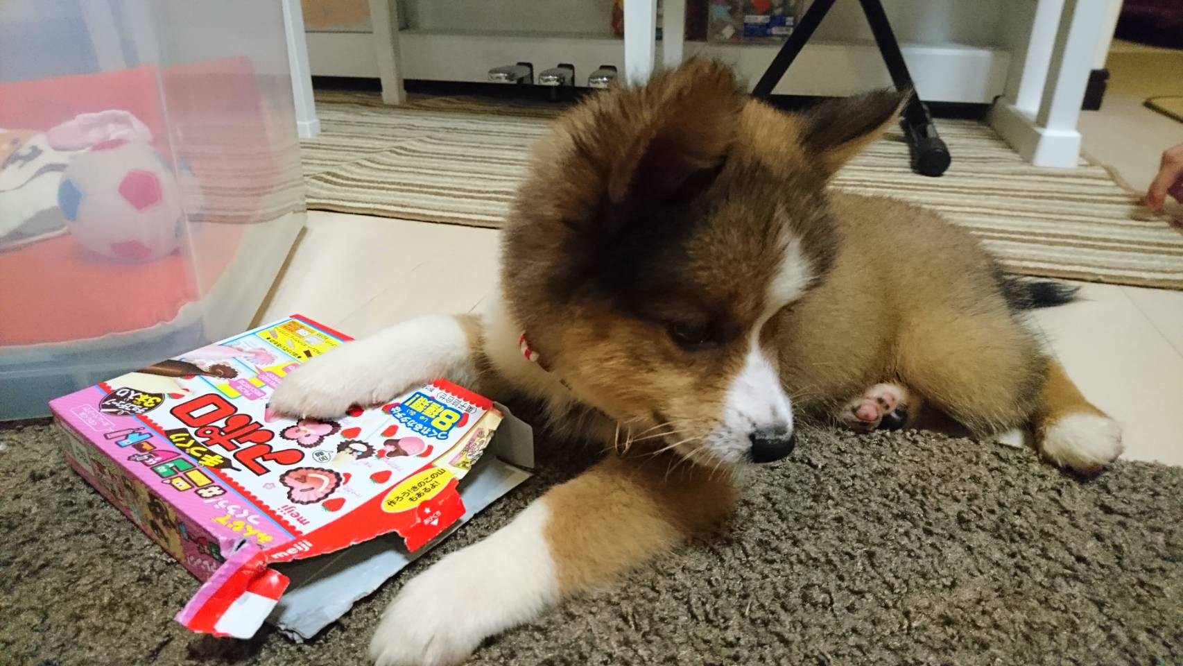 家にきたばかりの頃の様子