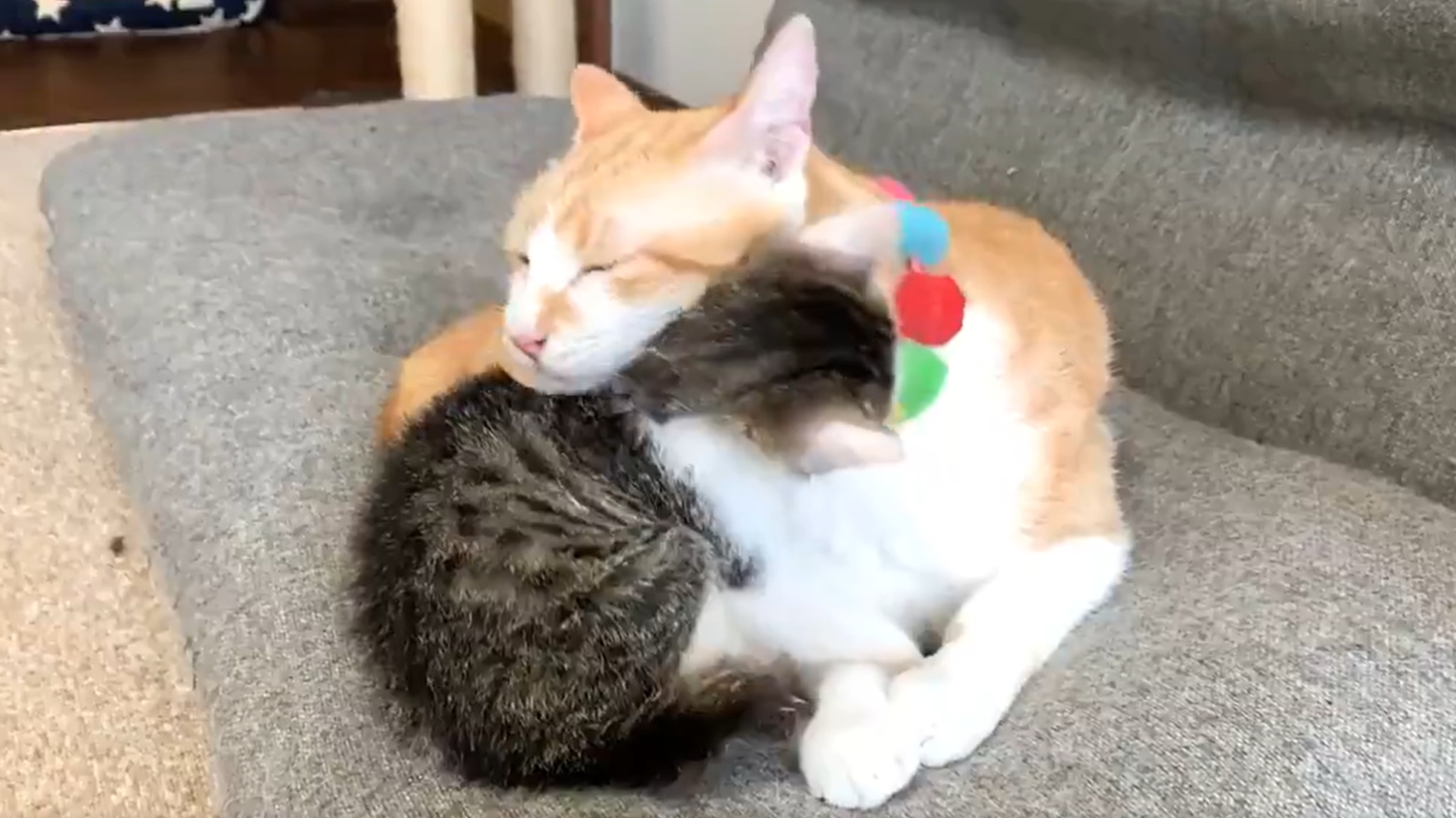 2匹じゃれあい、ソファから“押し出し”！　相撲のような猫たちの日常