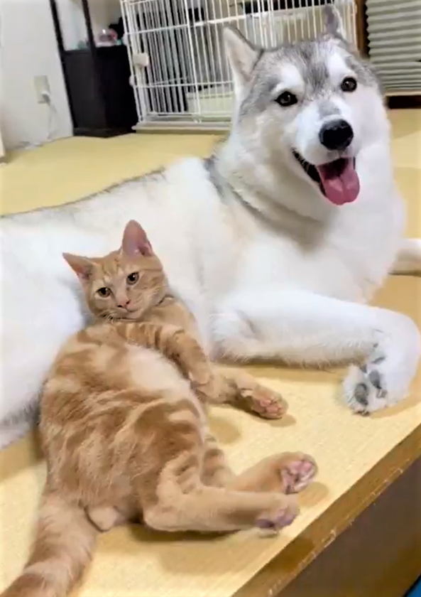 絶妙！寝ぼけて犬とケージの間にハマった猫　「その間にねじ込まれたい」