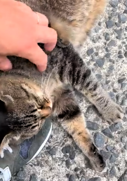 8月に会っ…わいいそう