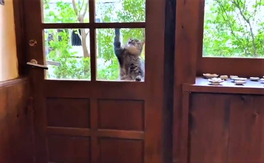 衝撃、扉にぶらさがるネコ!!　近所のカフェ近くで出会い、懐くように