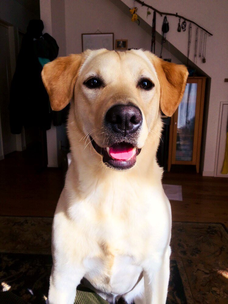 おもちゃを壊した切ない表情が「可愛すぎる」と話題　人が大好き犬のルナ