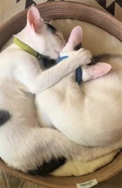 そこからは何も出ないからやめてあげて欲しい（@nouzima119さんより提供）