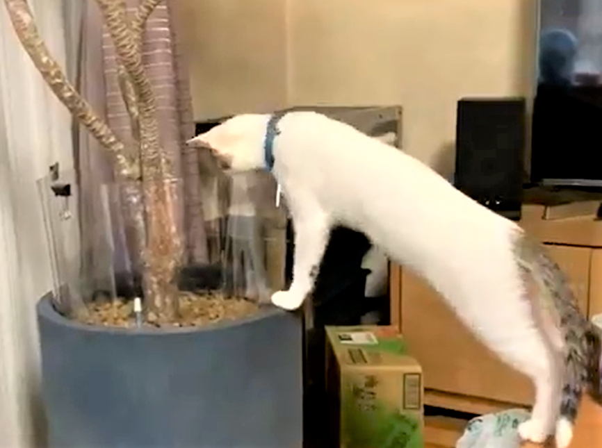 猫が植木鉢カバーにすっぽり！　飼い主ツッコミ「それ君が入らんように…」