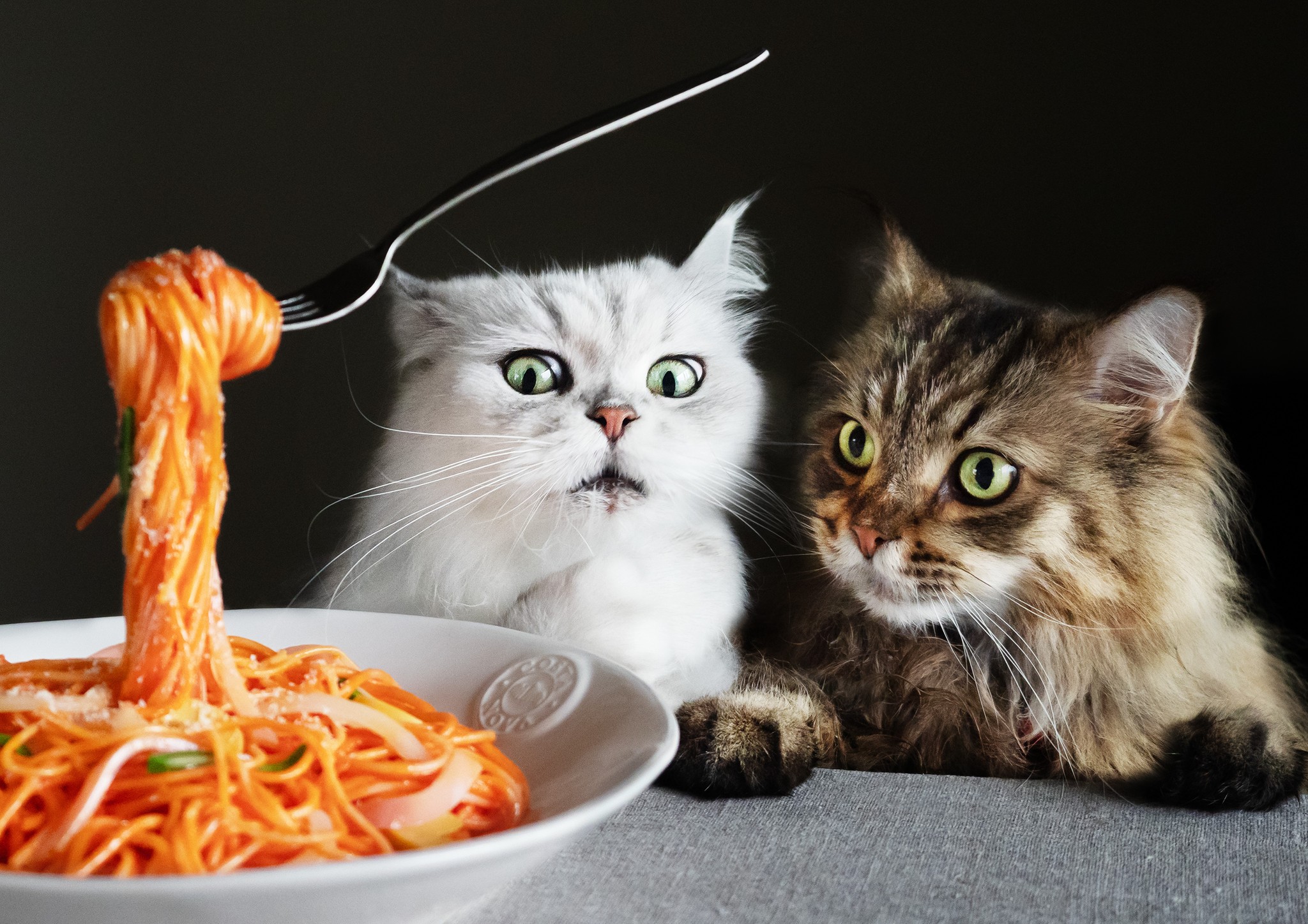 猫の“一生懸命”に胸キュン！　レンズ越しの表情に魅了された写真家