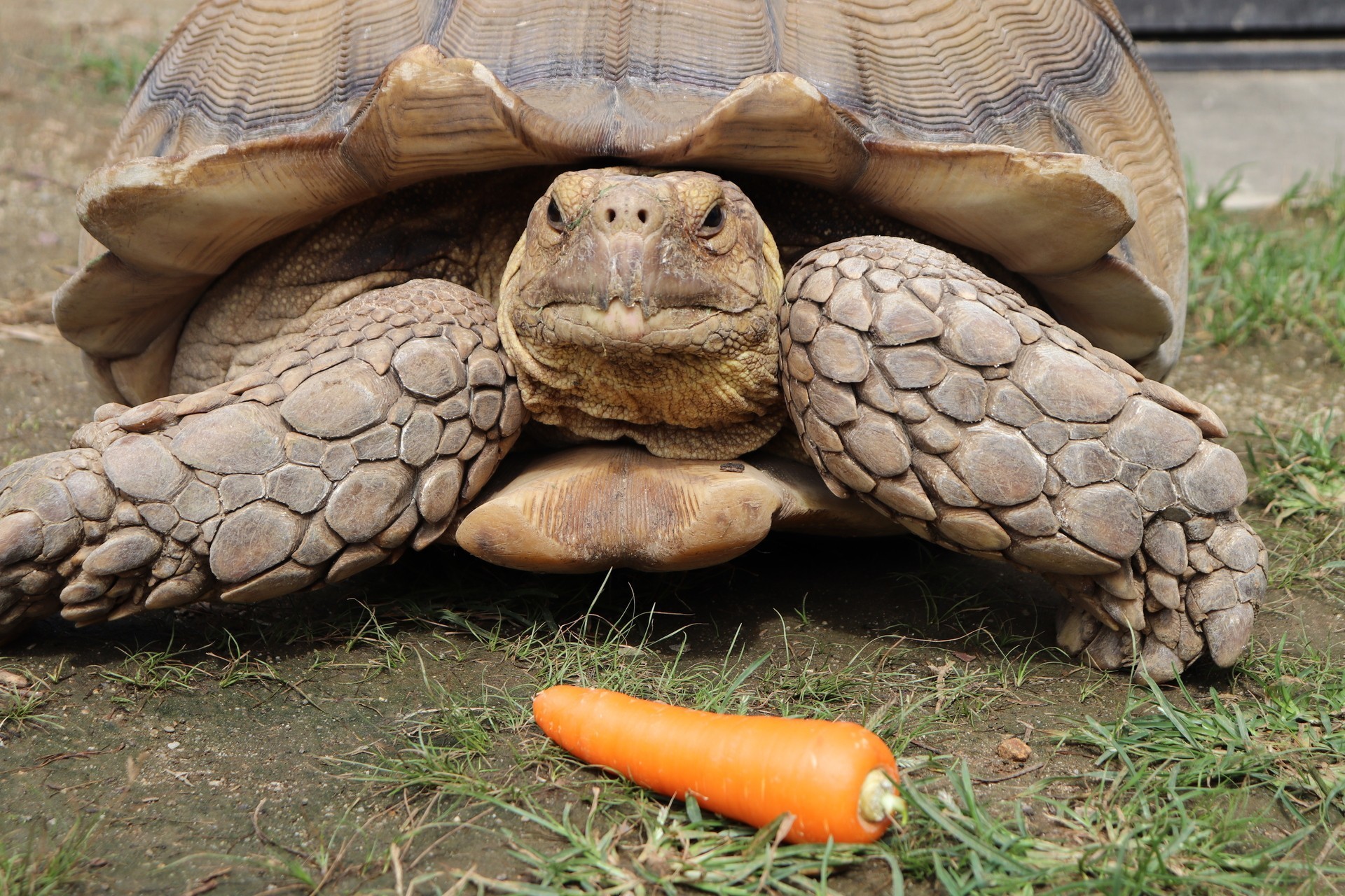 大きな置物？いえいえ本物のカメです　岡山・奈義町の住宅で出会ったカタ君
