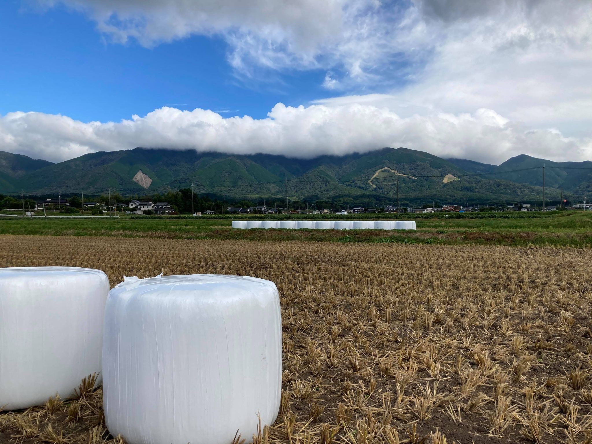 田んぼに並ぶ白い巨大マシュマロ　正体はおいしい牛を育てるエサだった