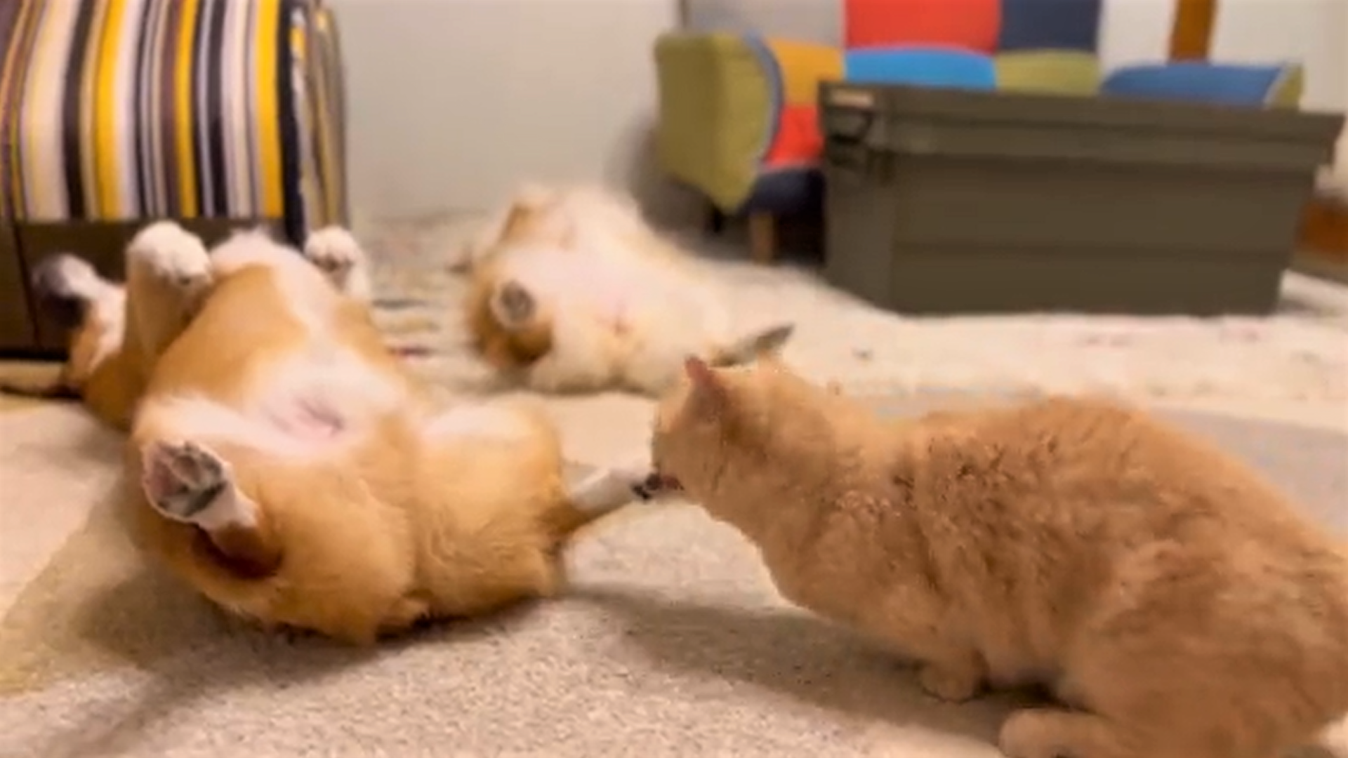 「え、そっち？」起きたのは別の犬、噛みついた猫もびっくりの瞬間が話題