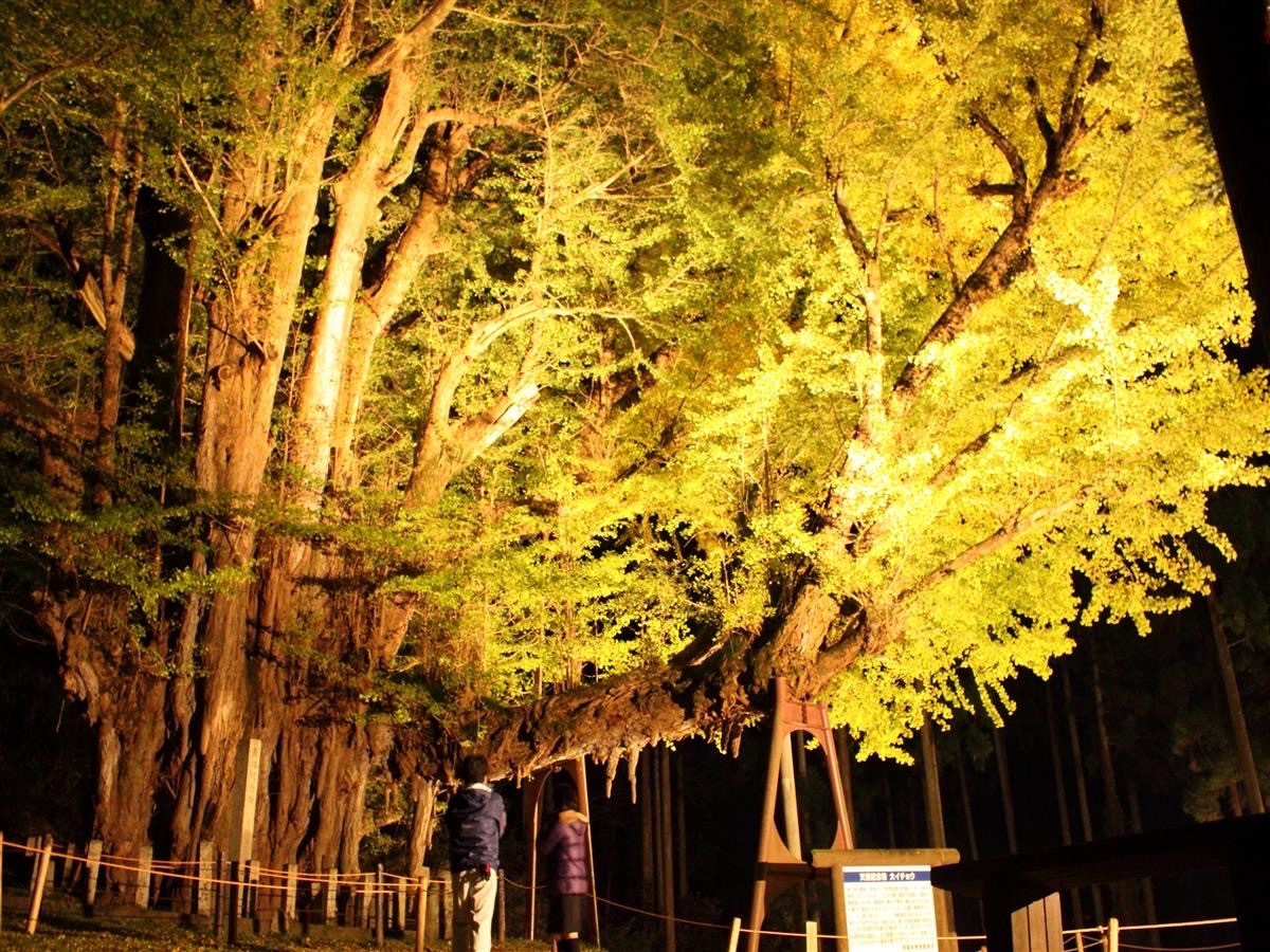 樹齢930年の大イチョウが見頃、20日からは夜間ライトアップも　岡山・奈義町
