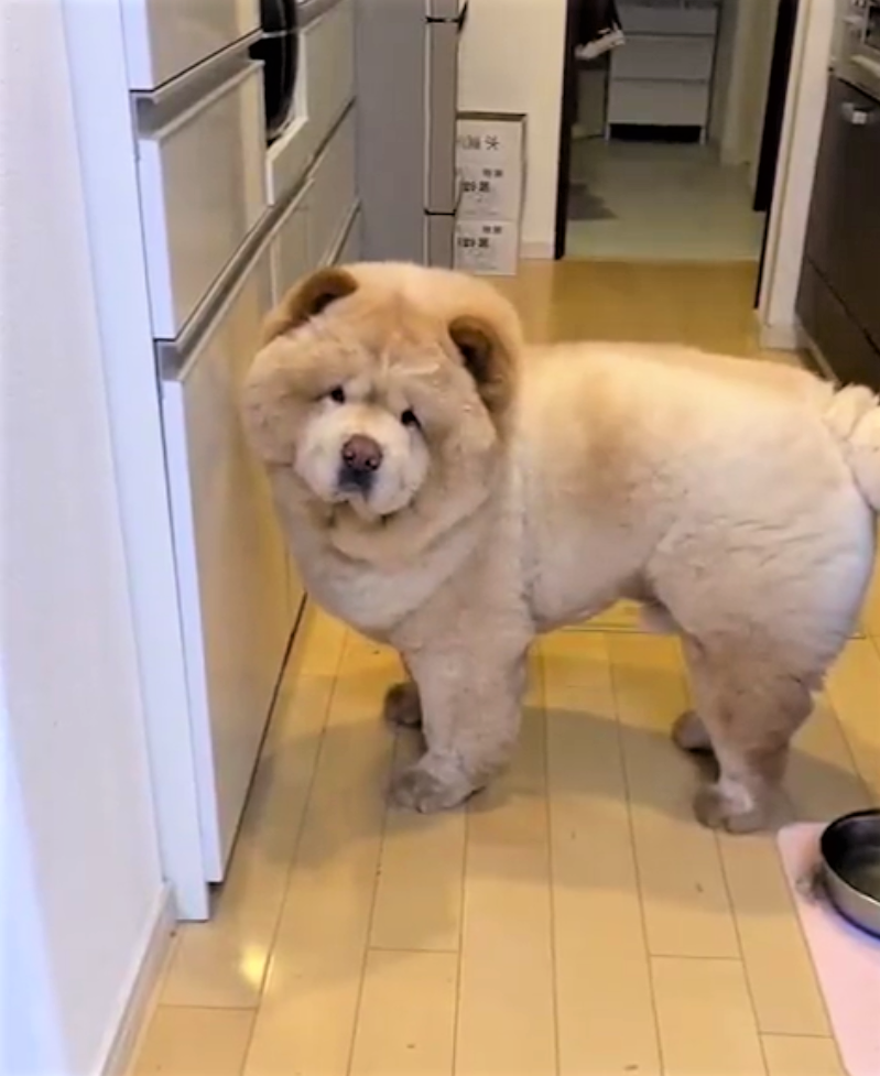 もしかして疑ってる!?　お尻が水入れにあたり、飼い主を見つめる犬が話題