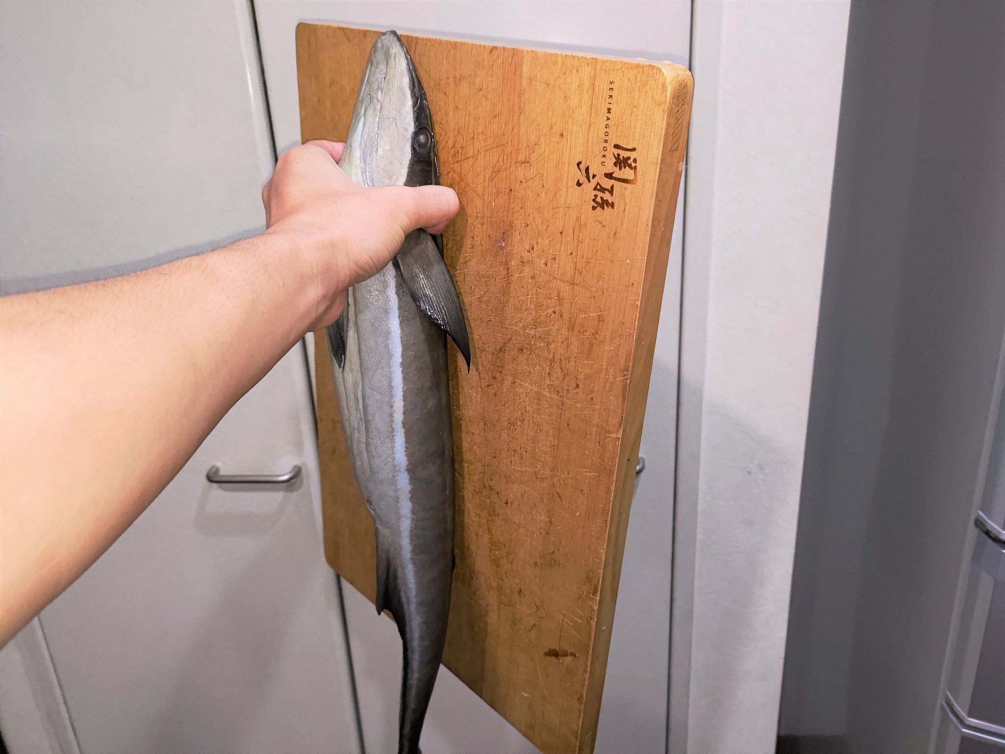 「え？貼れるの？」　家のあちこちに貼りつくコバンザメ、その吸着力に驚き