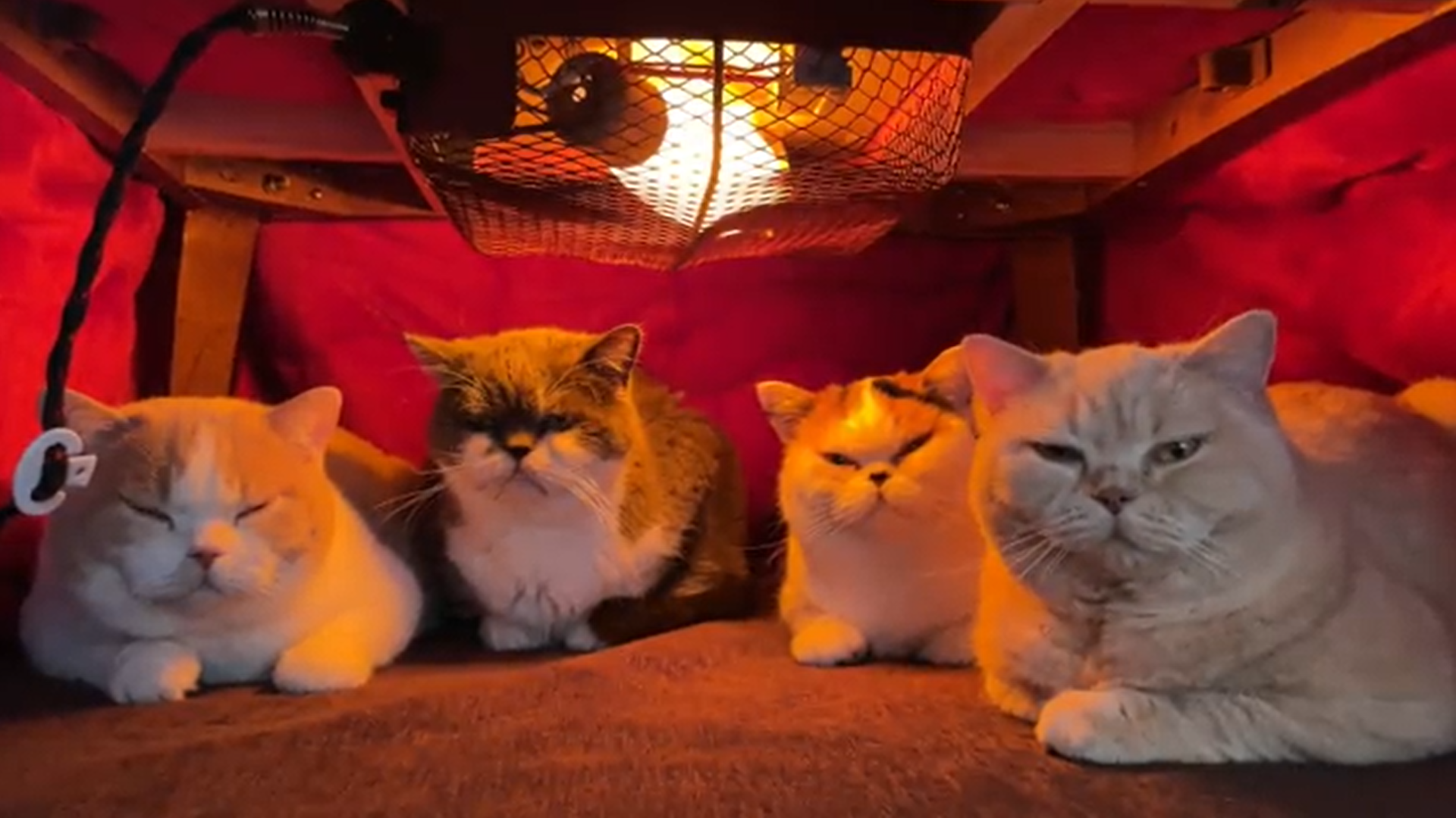 こたつが猫で満員状態！　飼い主こだわりの温度「弱」設定でぽっかぽか～♪