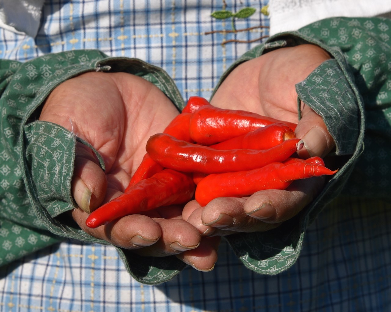 香川の郷土野菜「香川本鷹」に託す“生きがい農業”　特産品は地域の誇り