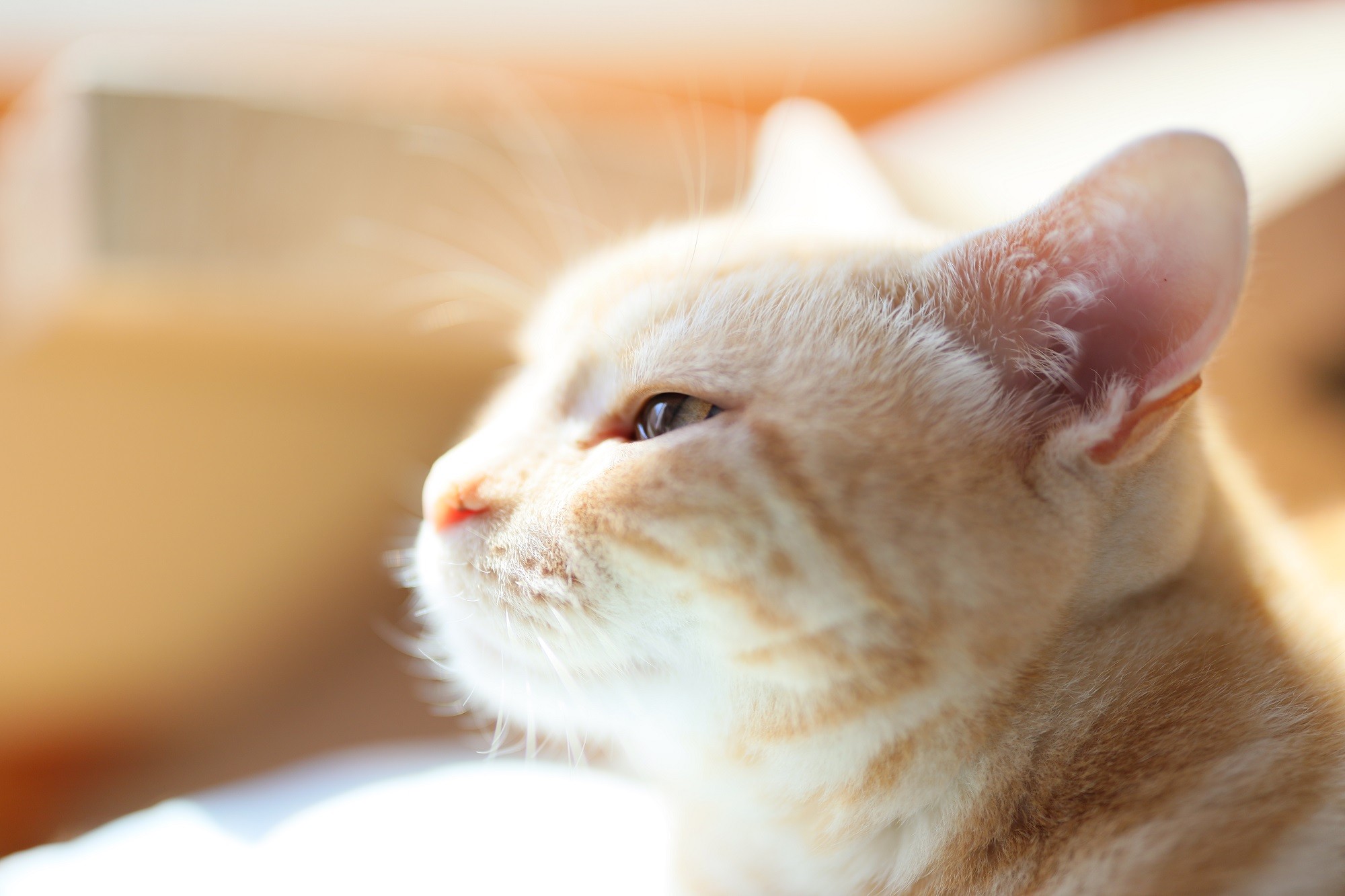 猫は人生の恩人だった　命の重さと共に生きる幸せを発信する猫写真家の思い