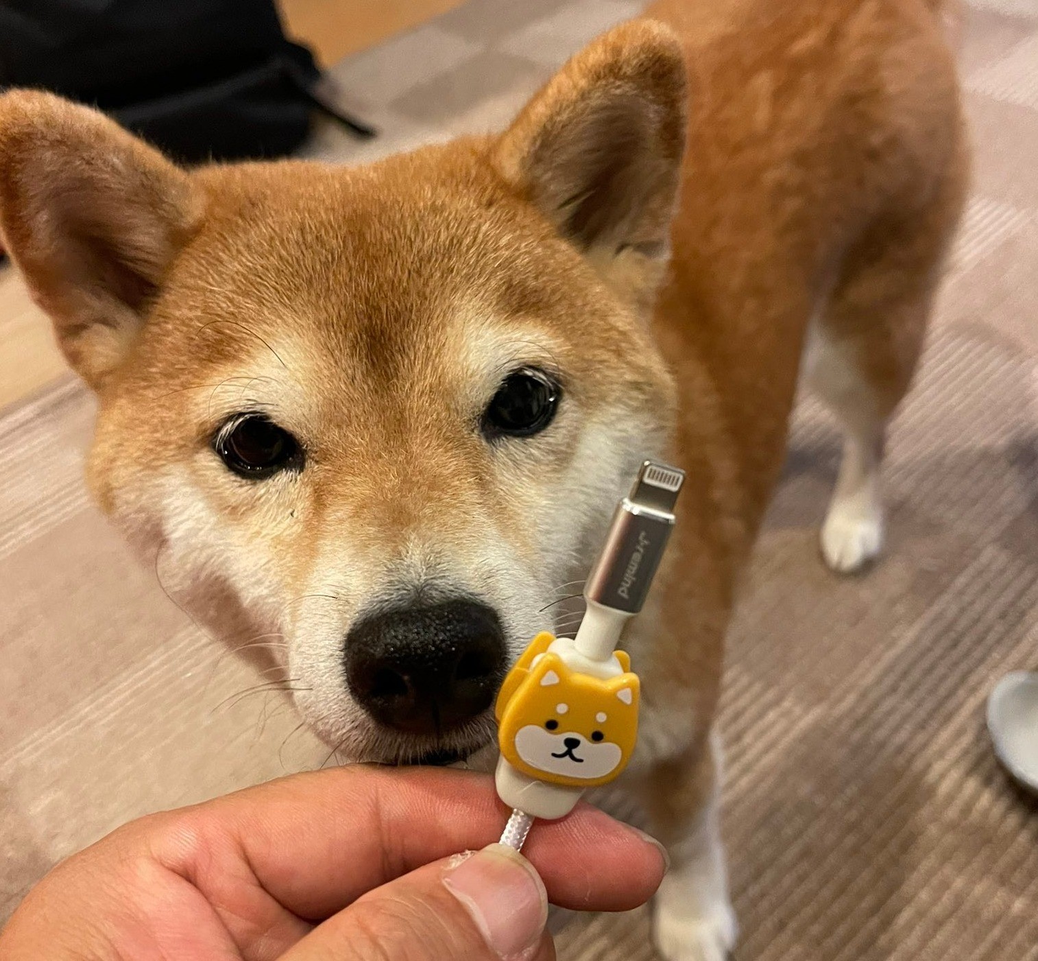 マナーモード!?　病院でブルブル震える犬が「かわいそかわいい」と話題