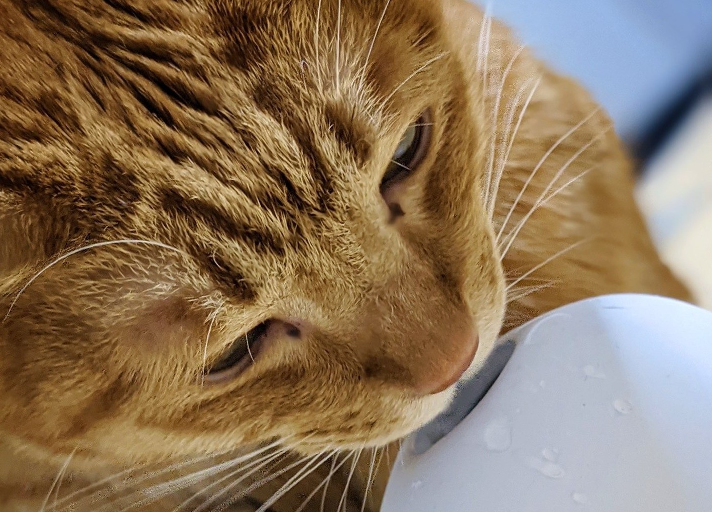 1か月経ち真実が発覚！　優秀な加湿器と思いきや、飼い猫が水を飲んでいた