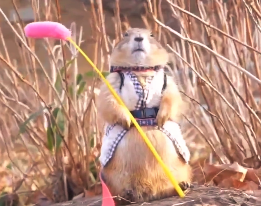 ねこじゃら神!!　プレーリードッグがバチっと決めた仁王立ちが凛々しい