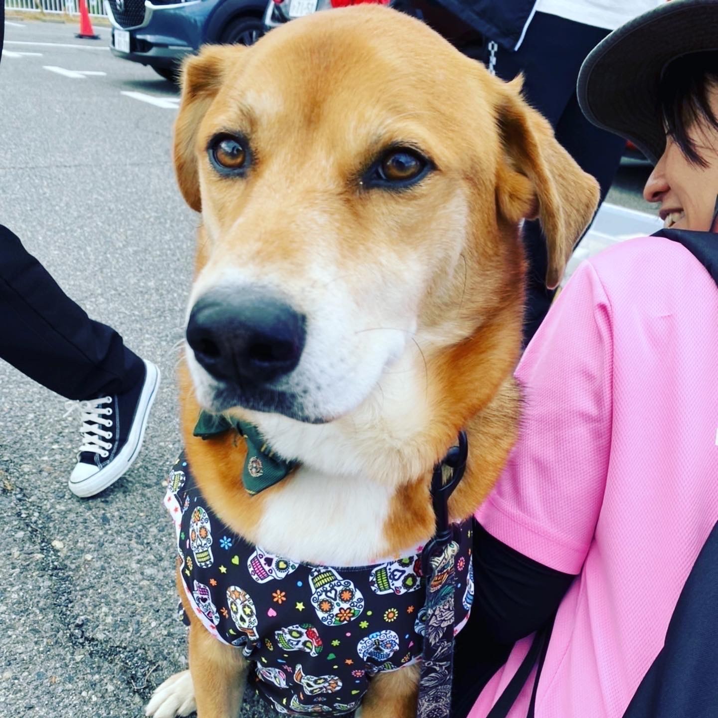 チョコレート工房と飼い主サポーターらがクリーン作戦　背景にある同じ願い