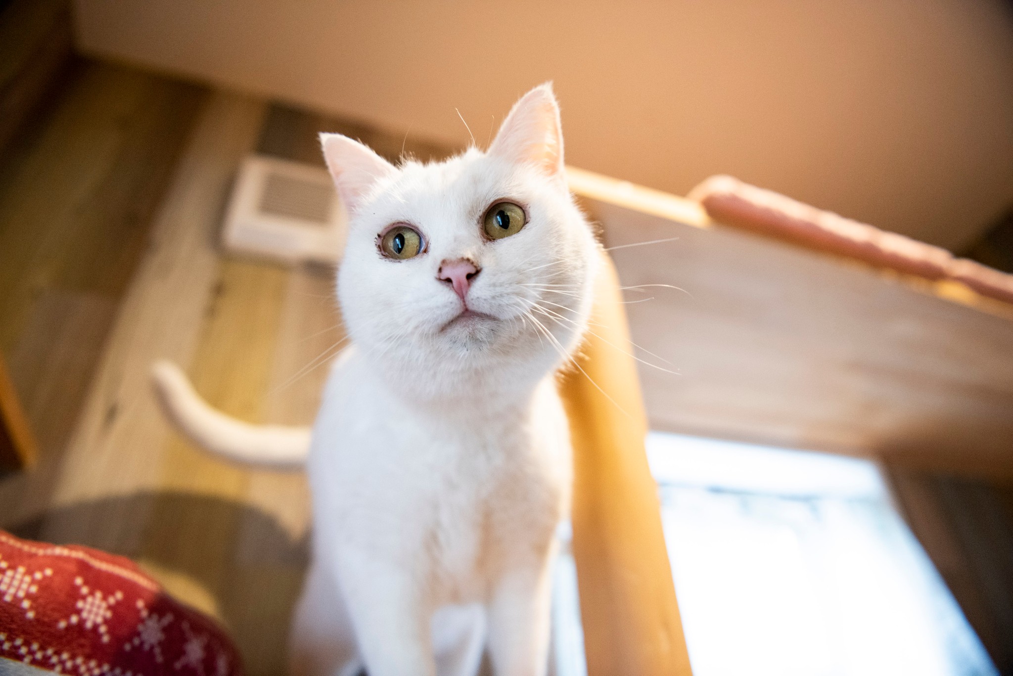 飼い猫もさすらい猫も、出入り自由で食事付き!?　「猫ハウス」がある美容室