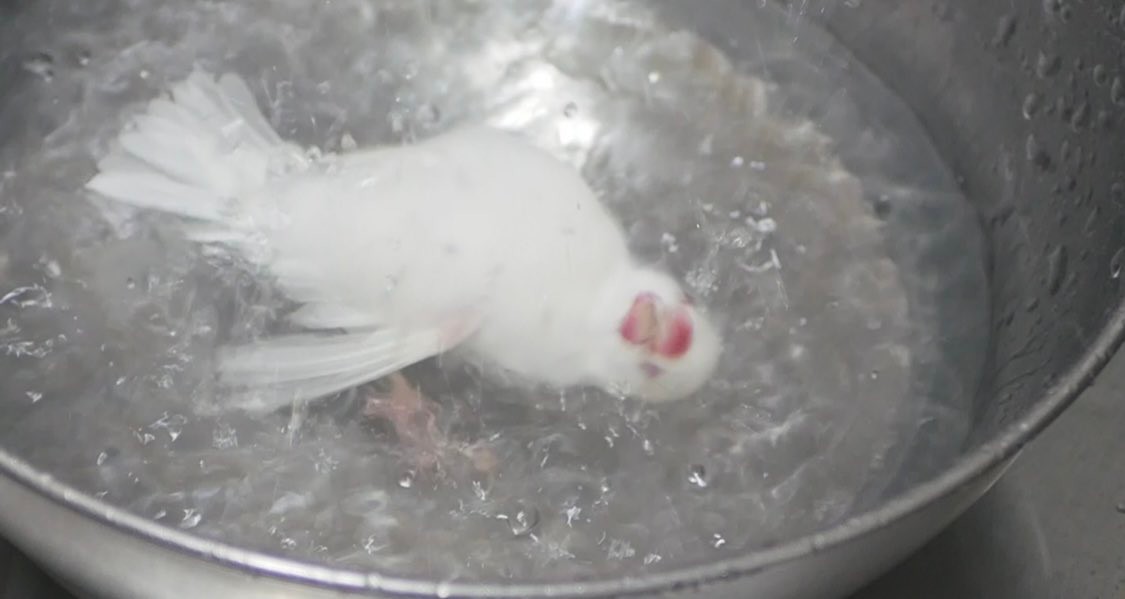 茹でられているわけではありません!!　偶然撮れた文鳥の驚きの1枚が話題