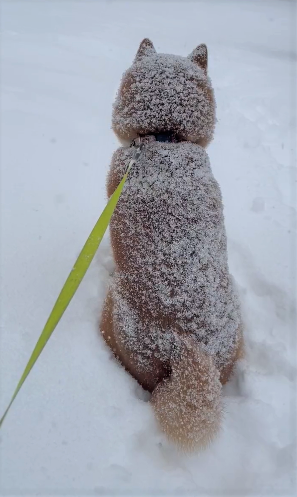 『白柴にな…さん提供）