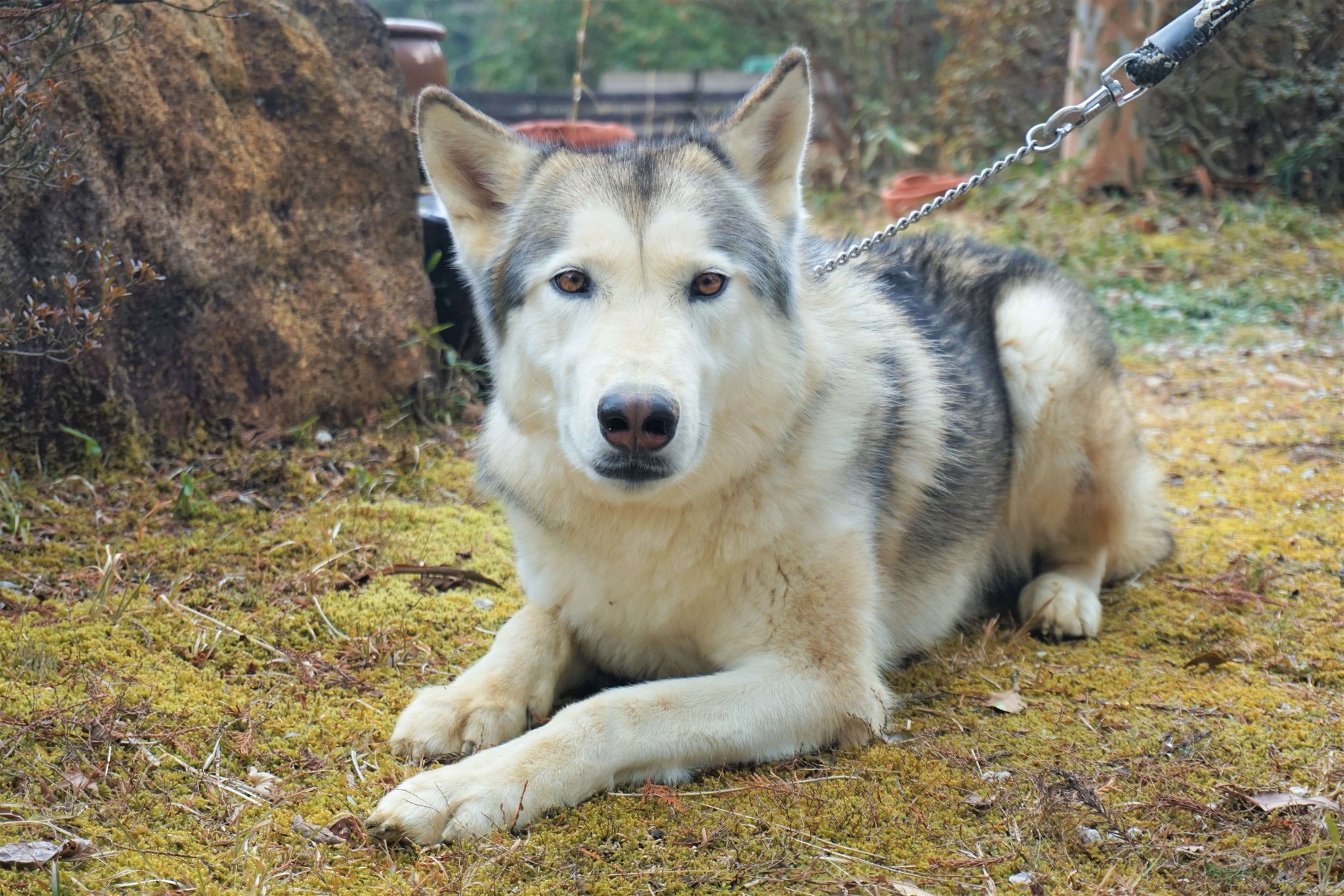 ウルフドッグと山で暮らす人に聞く　犬との違いと”子育てと似た喜び”とは