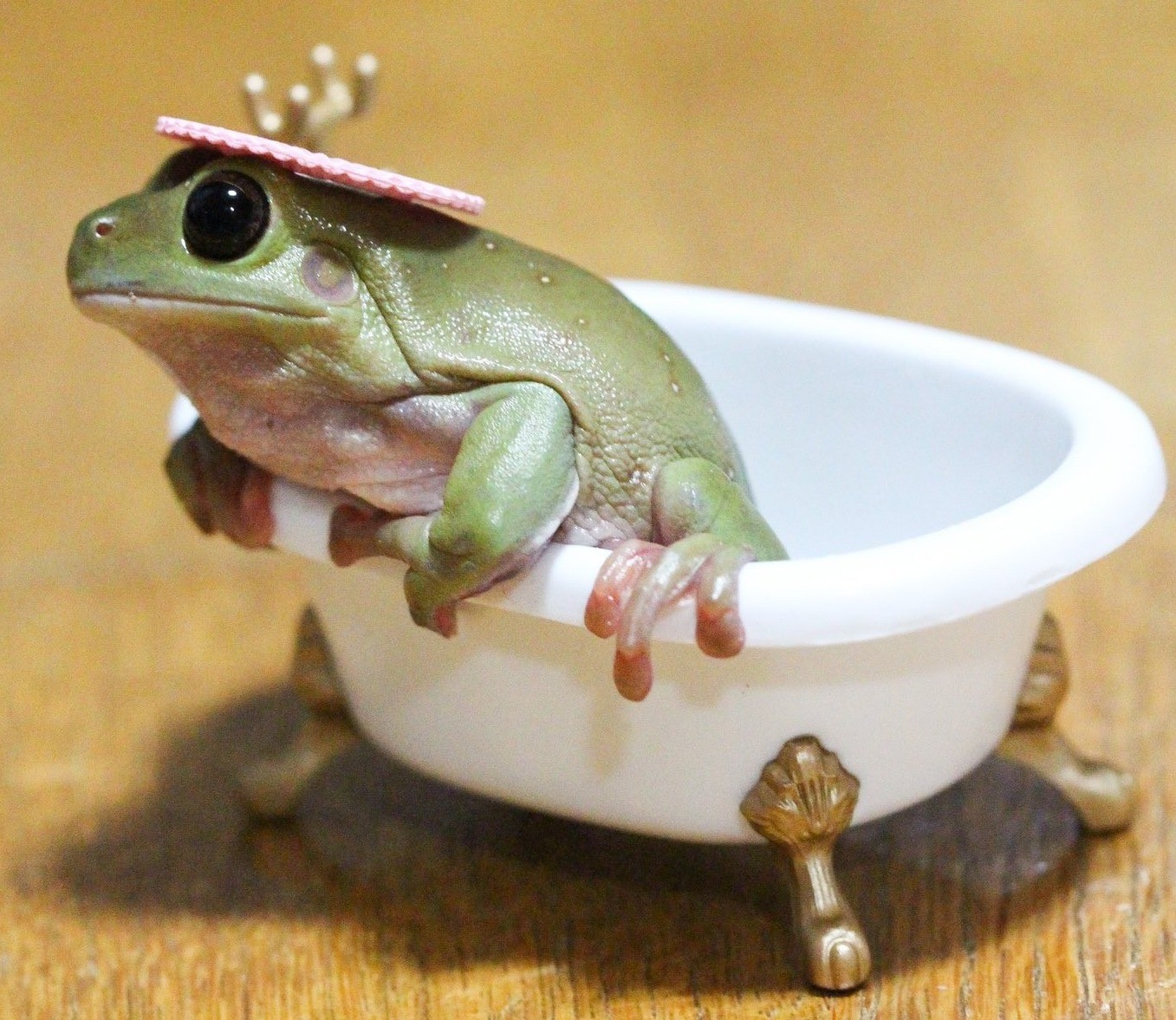 見たらカエルを好きになる!?　シャンプーハットを放り投げる動画が話題