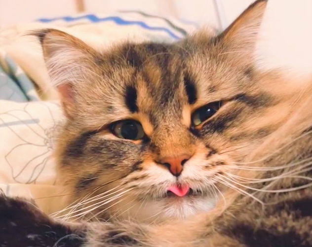 猫がうっかり舌をしまい忘れ、お茶目な顔に!!　貴重な瞬間の動画が話題
