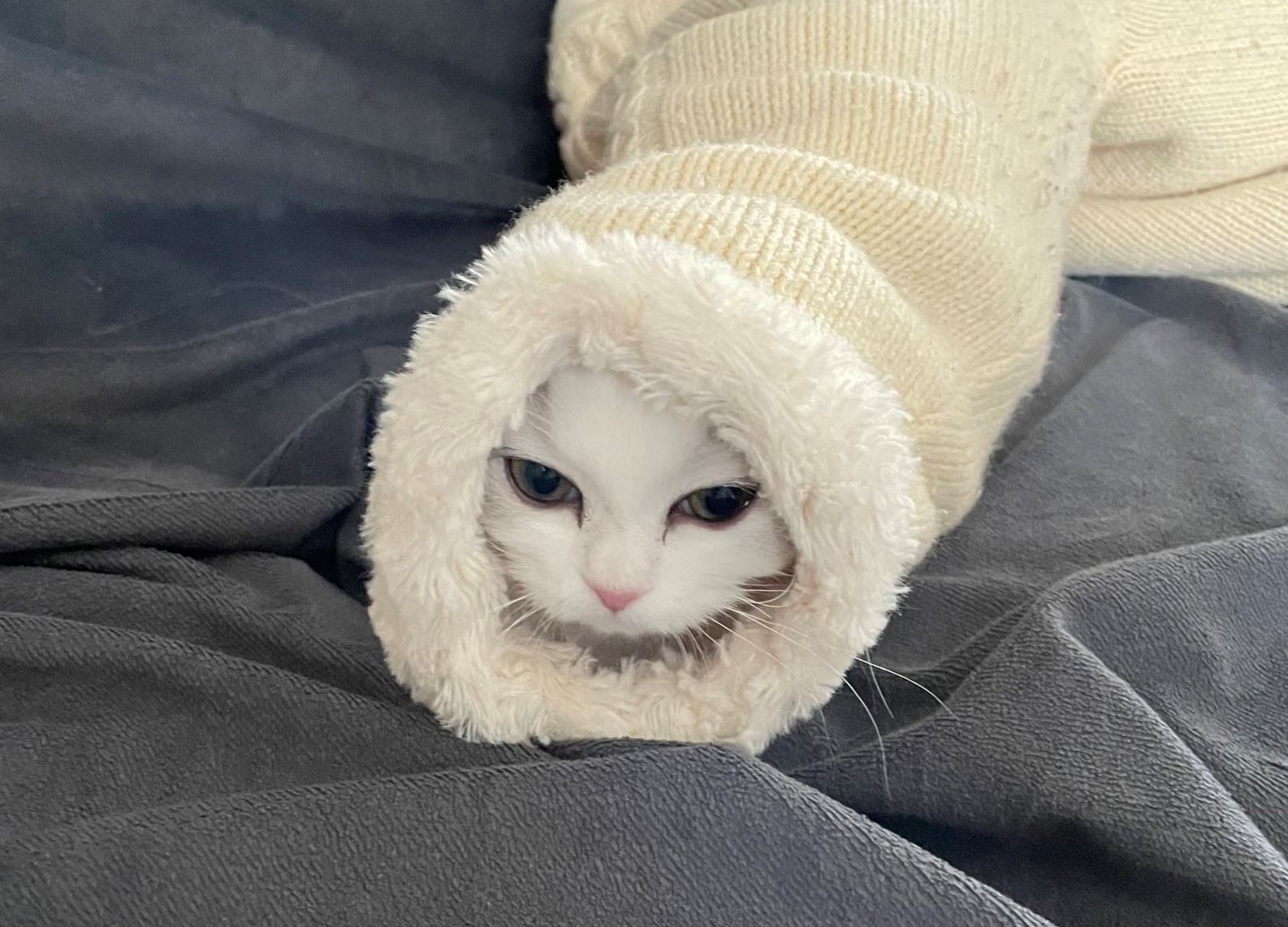 子猫がいないと思ったら別の生き物になって発見…「ロールケーキみたい」