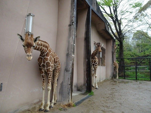 キリン3頭が雨宿り!?　雨の日の動物園の出来事が話題　もう1頭は…