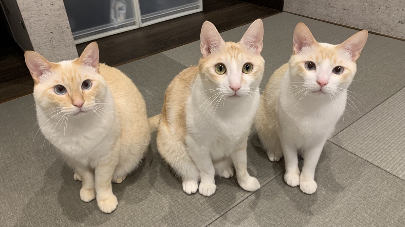 飼育放棄されていた3匹の兄弟猫が「安らぎ」を手に入れるまで