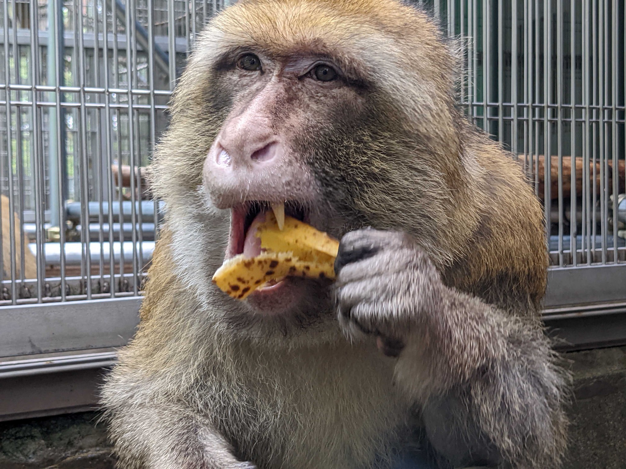 バナナ値上げ要請でサルもピンチ？　動物園「あまり与えない」意外なエサ事情