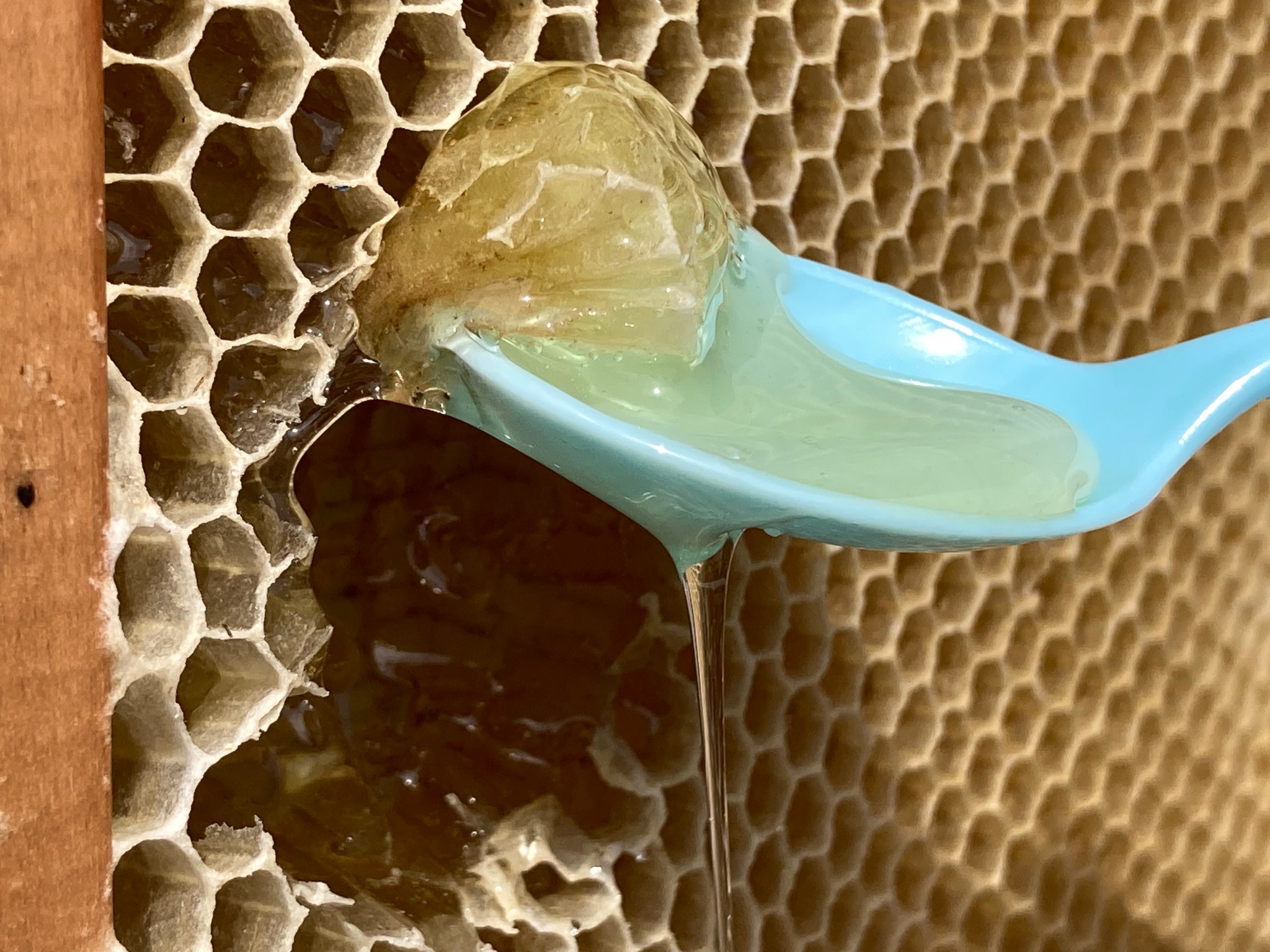 蜜蜂と出会い60年、養蜂始めて17年　蜂を愛する男性が作る香川発「屋島のはちみつ」