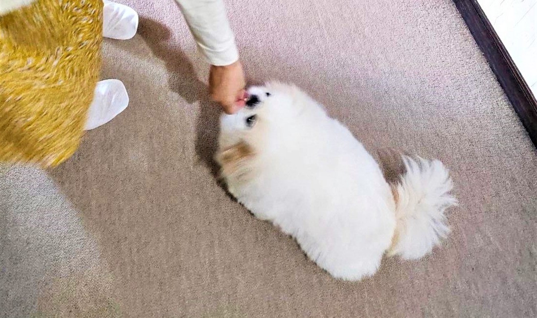 ペキニーズ→散髪で白ツチノコに変身　「捜索隊に捕まっちゃう！」「子連れにも見える」