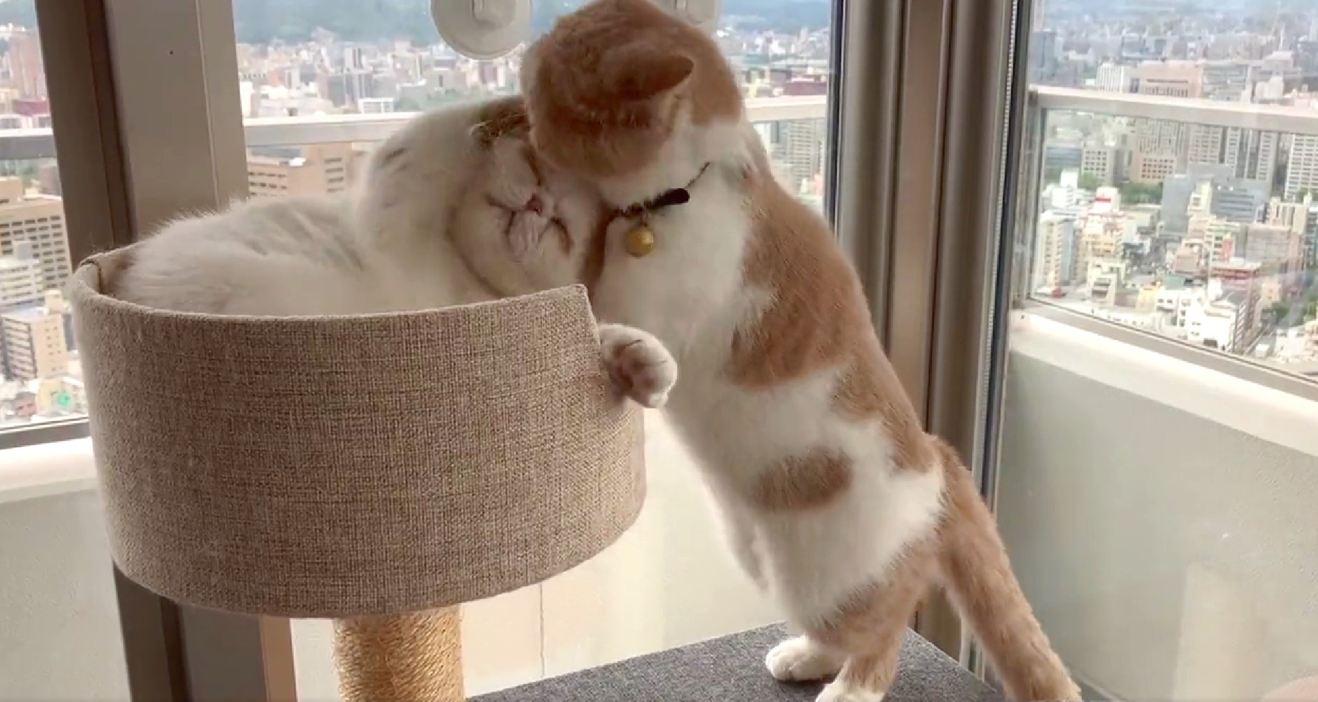 母さんに猫パ～ンチ！→知らんぷり決め込む息子→母猫の厳しい制裁「これはごまかしきれんな…」