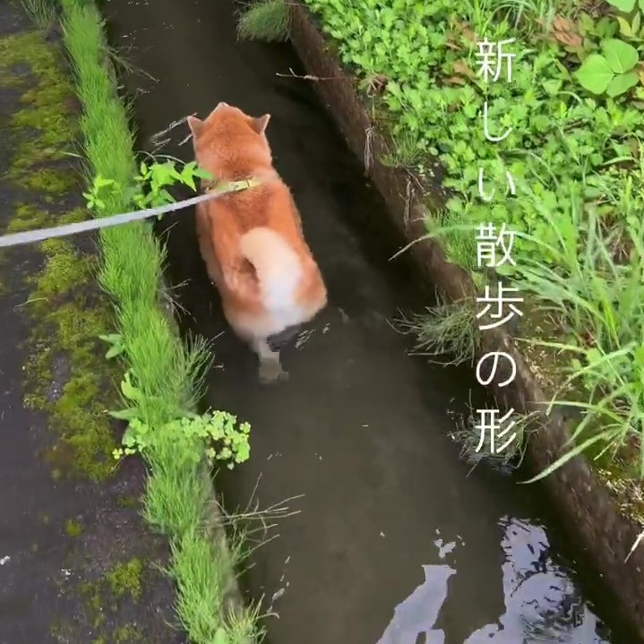 柴犬の「新しい散歩の形」に48万いいね！　水路をスイスイ進む動画が話題