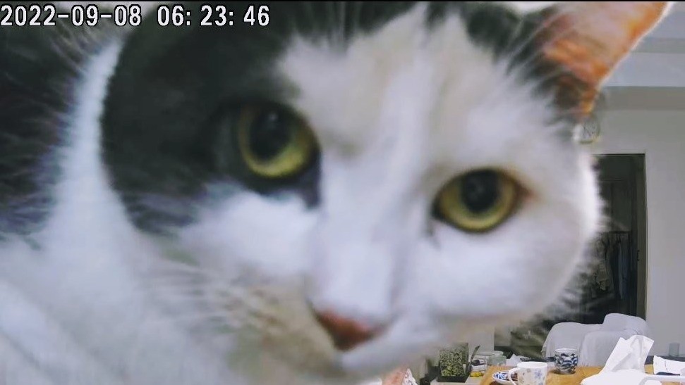 見守り係（番猫）が積極的すぎて、母がカメラに映らない！　面白アクシデントに7.4万いいね