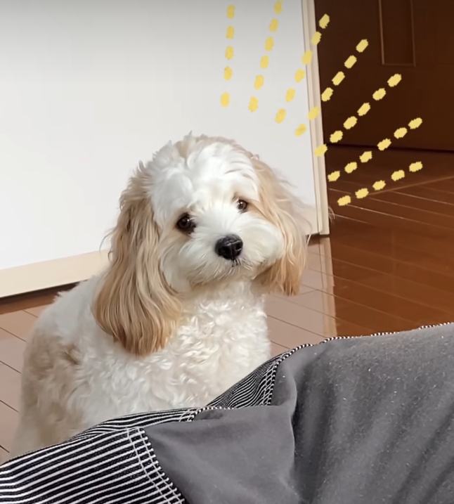 不機嫌アピール→「おでかけ」と聞いて大はしゃぎ！　ワンちゃんの感情起伏が分かりやすすぎる