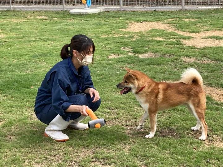 しっぽ（おもちゃ）