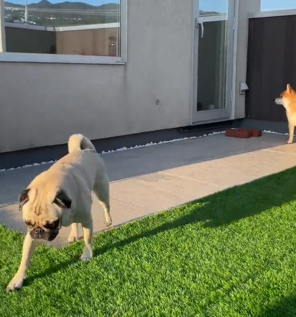 相方の柴犬に怒られるパグ「なぐさめてぇ」→飼い主「君もしつこい」→柴犬はツンデレ説