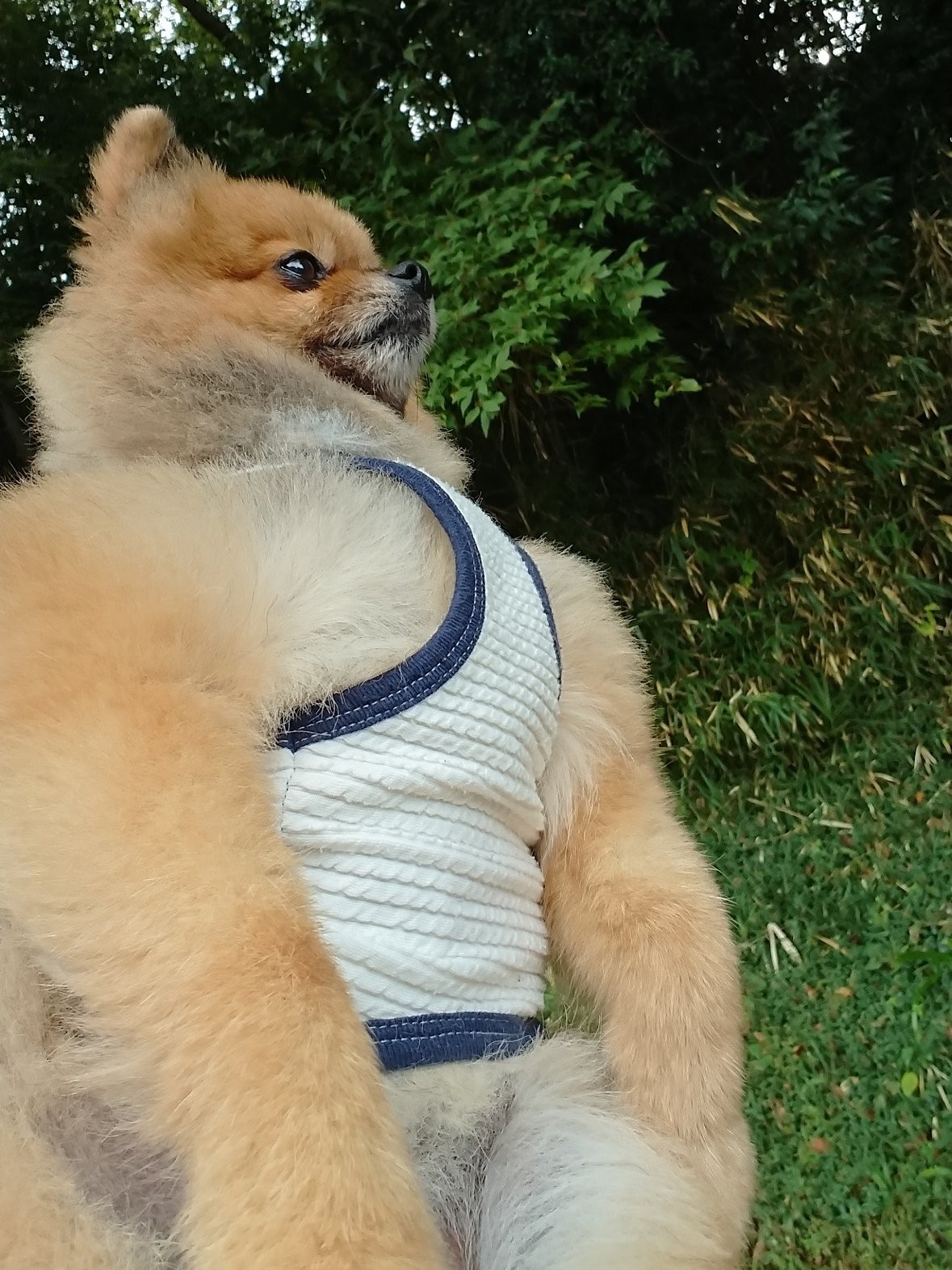 え！どうなってるの？ムッキムキのポメラニアン　肌寒い朝のタンクトップ姿に「勝てる気がしない」