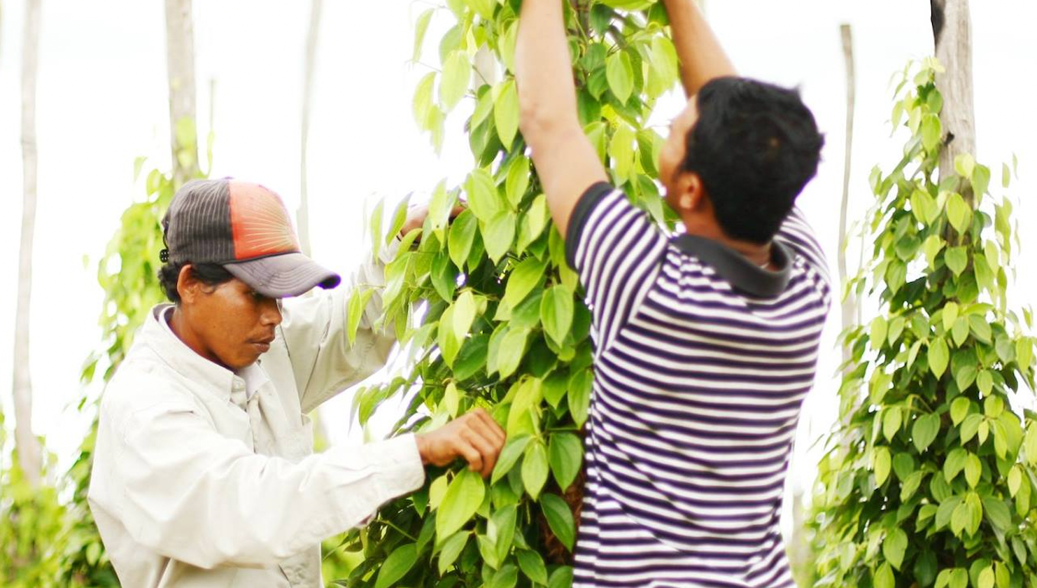 カンボジア…田さん提供