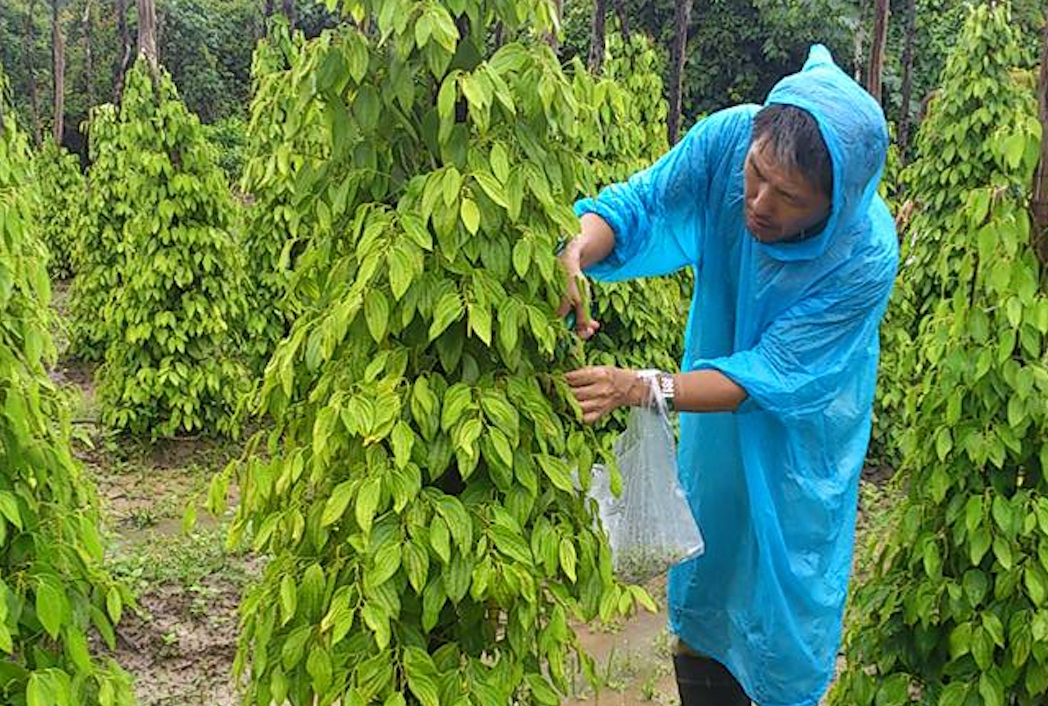 胡椒の選別…田さん提供
